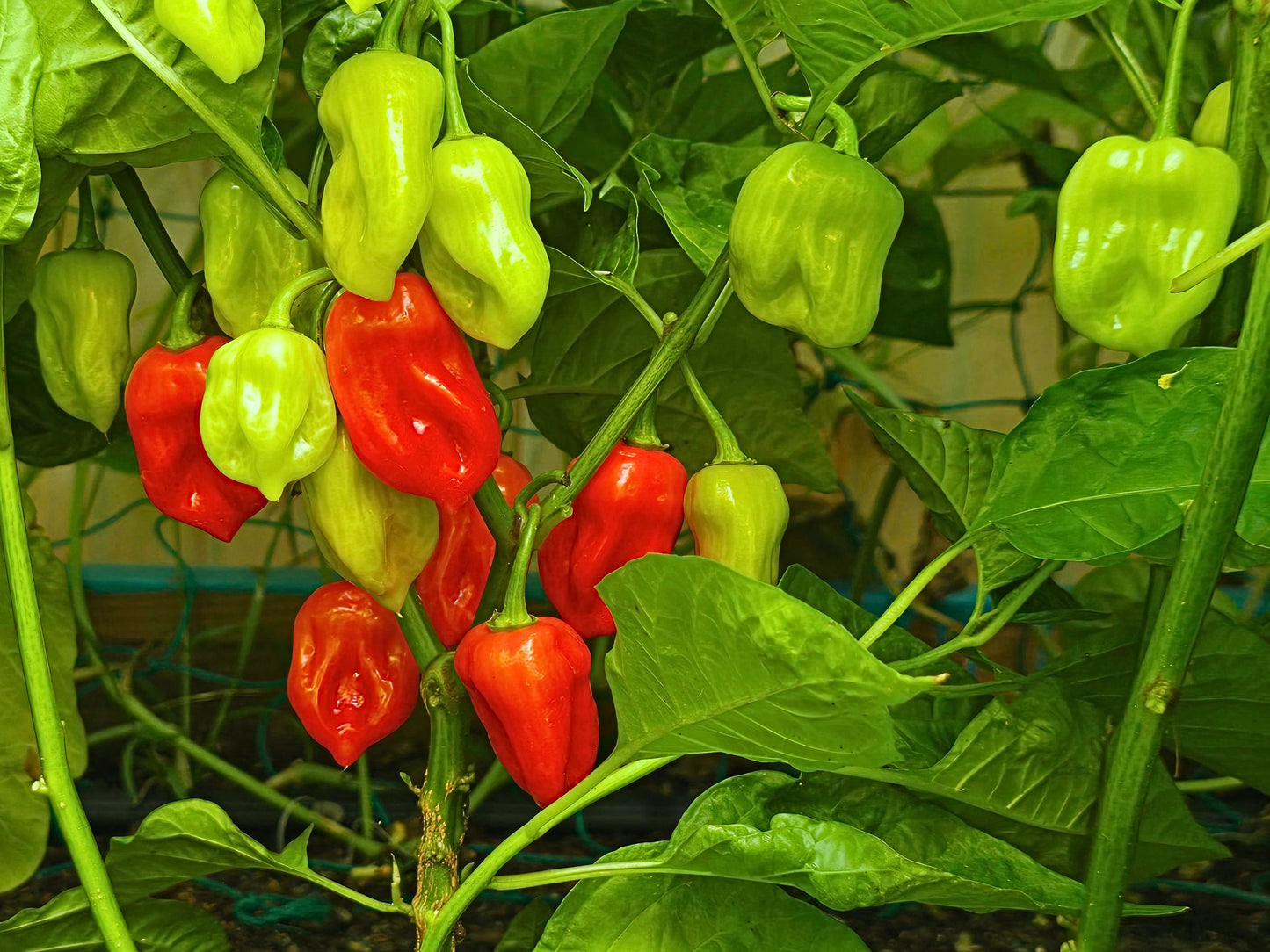 Sweet Datil Mild Pepper Seeds