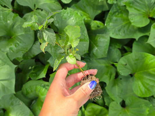 Sweetie Pie Blackberry Starter Plant