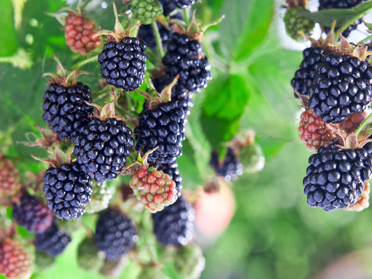 Sweetie Pie Blackberry Starter Plant