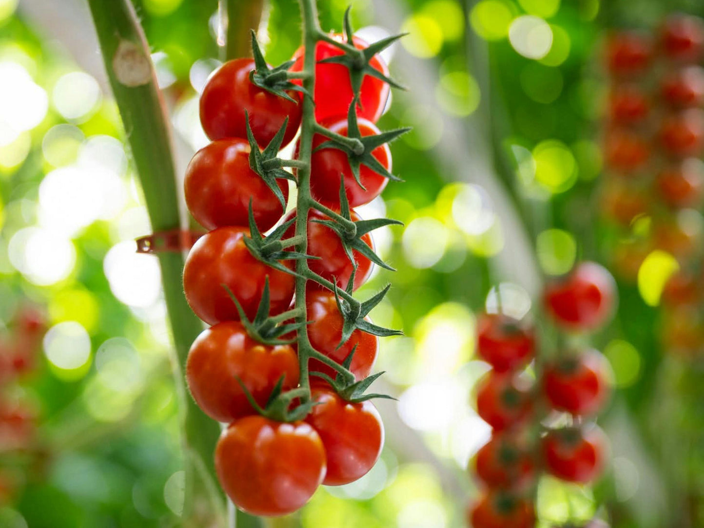 Sweet Million Hybrid Cherry Tomato Seeds