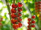Sweet Million Hybrid Cherry Tomato Seeds