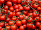 Sweet Million Hybrid Cherry Tomato Seeds
