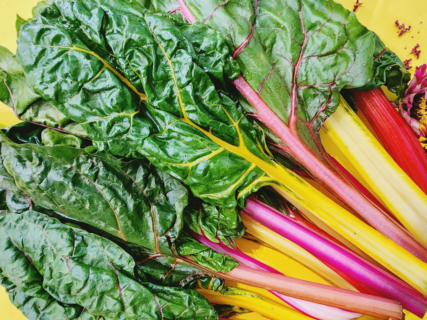 Bright Lights Swiss Chard Seeds