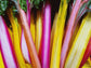 Bright Lights Swiss Chard Seeds