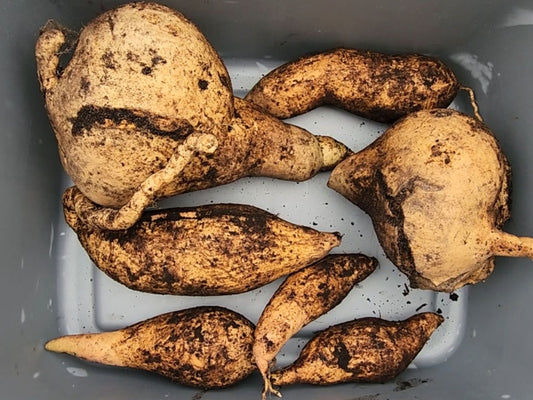 Tainung #64 Sweet Potato Slips