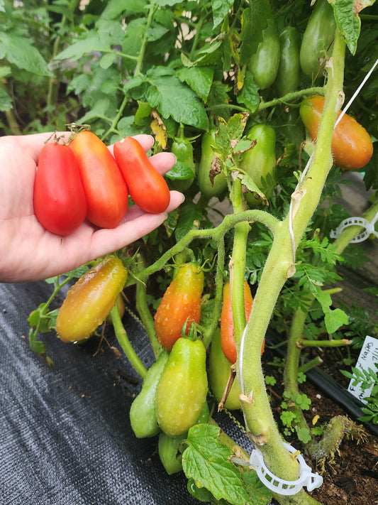Ten Fingers Of Naples Tomato Seeds