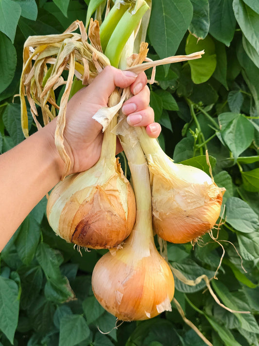 Texas 1015 Short Day Onion Seeds
