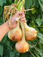 Texas 1015 Short Day Onion Seeds