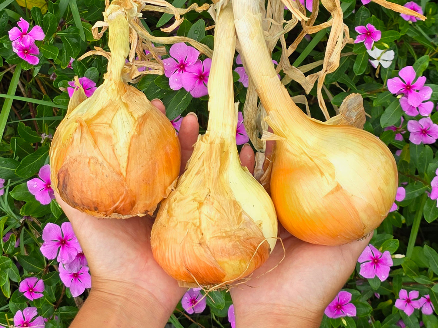 Plant Bundle Discount - 3 Varieties of Short Day Onion Live Plant Bundles