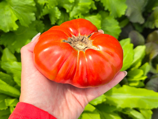 Texwine Beefsteak Tomato Seeds