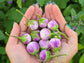 Thai Lavender Frog Miniature Eggplant Seeds