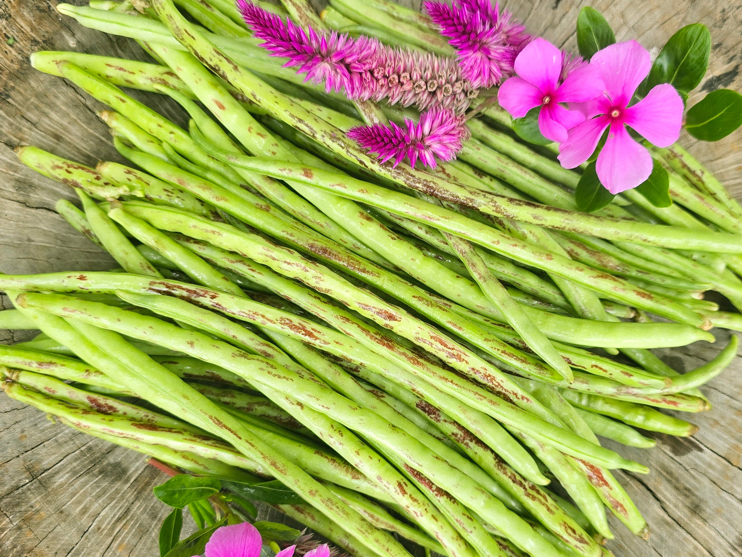 Thai Soldier Long Bean Seeds