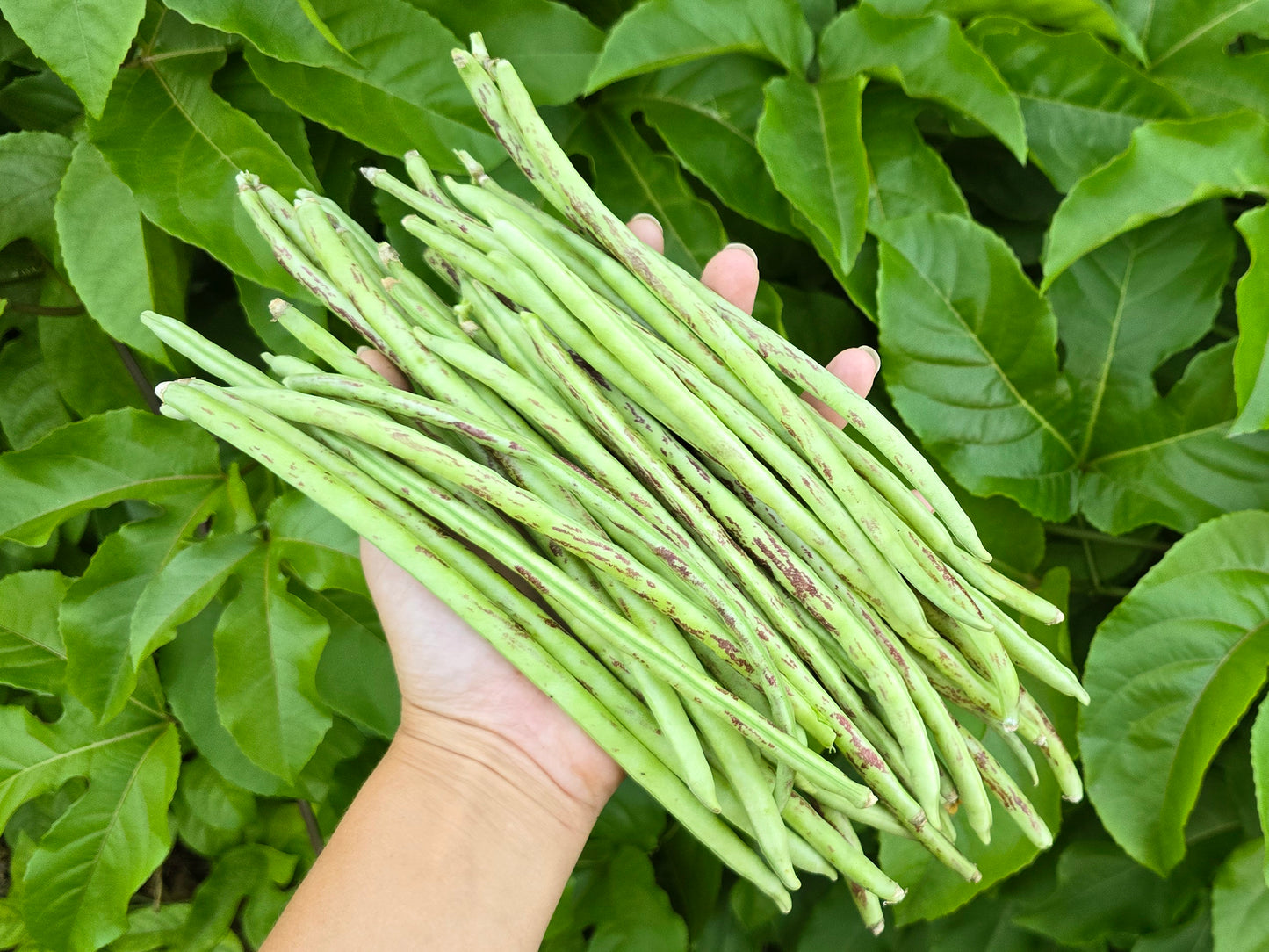 Thai Soldier Long Bean Seeds