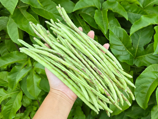 Thai Soldier Long Bean Seeds
