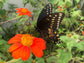 Tithonia Orange Torch Mexican Sunflower
