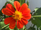 Tithonia Orange Torch Mexican Sunflower