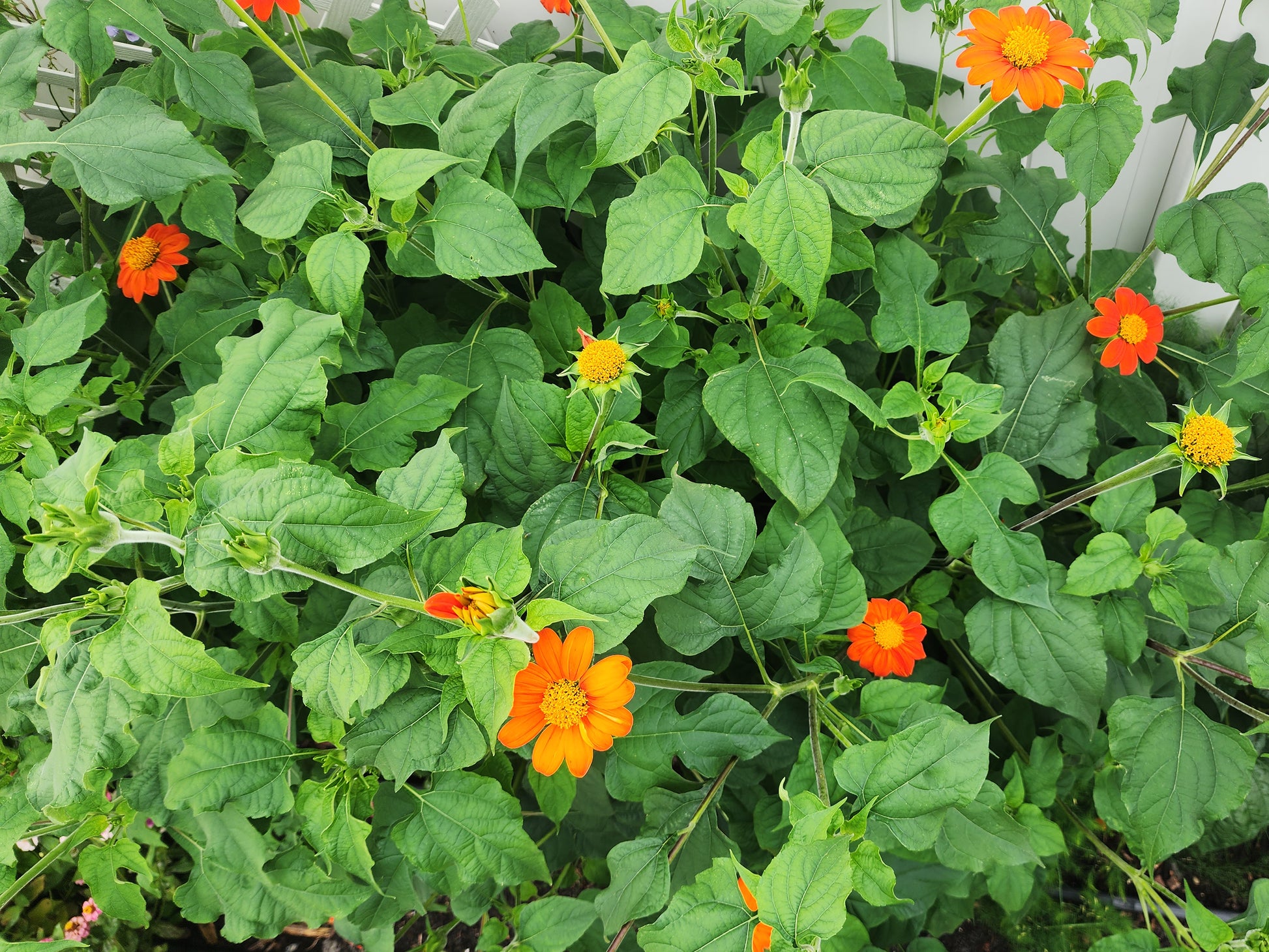 planting mexican sunflower seeds Dwarf Mexican Sunflower – Goldfinger Tithonia Seeds – Jerra's Garden