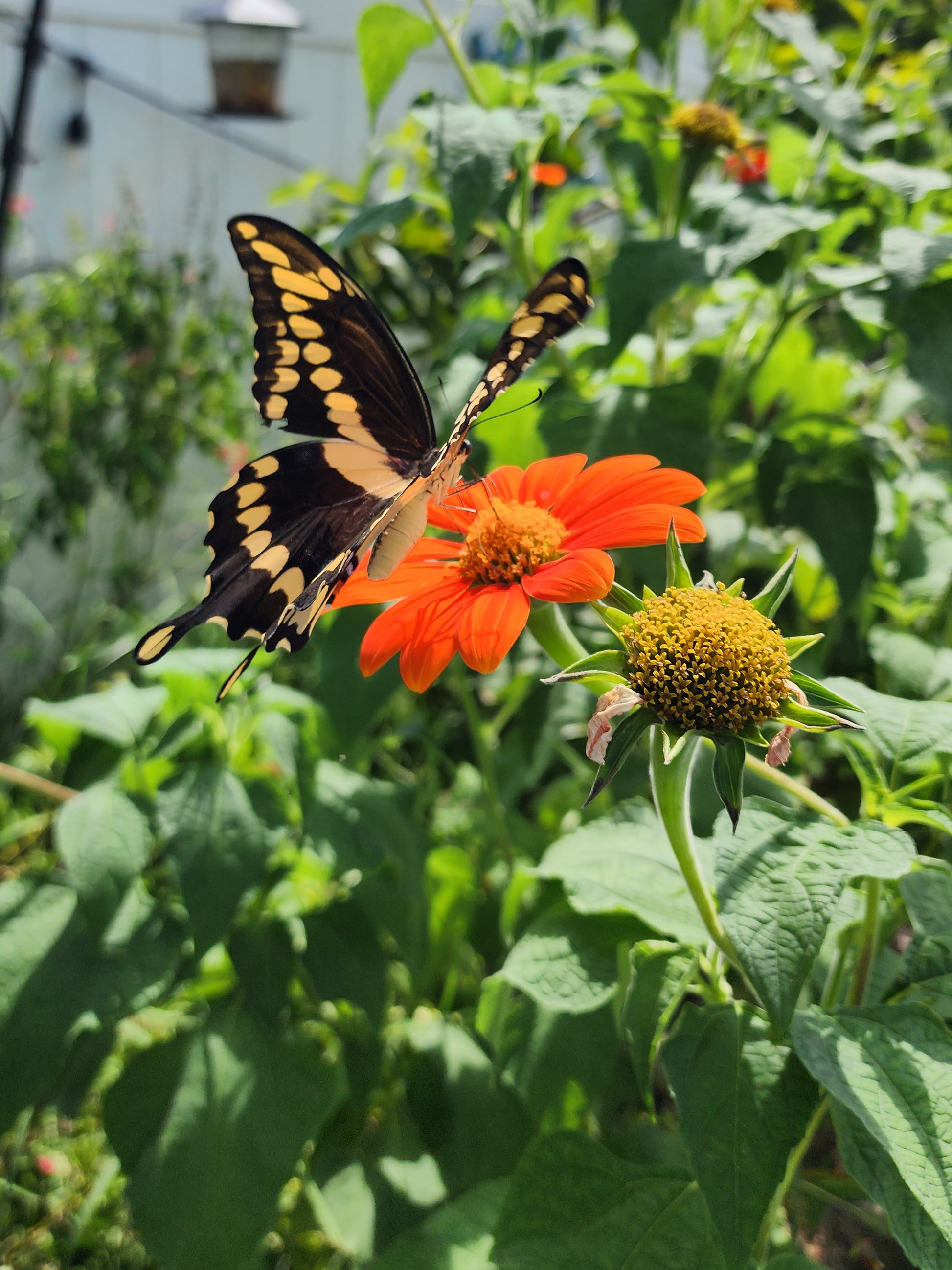planting tithonia seeds Dwarf Mexican Sunflower – Goldfinger Tithonia Seeds – Jerra's Garden