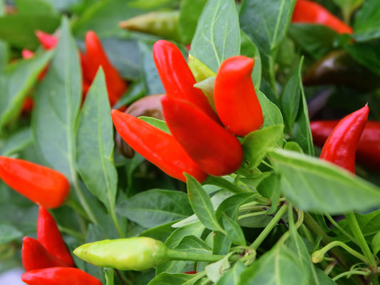 Tabasco Pepper Seeds