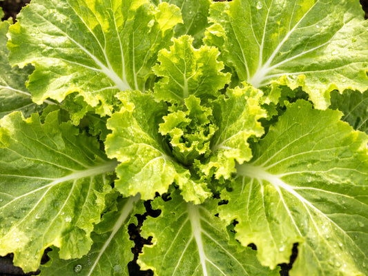 Tokyo Bekana Heat Tolerant Lettuce Subsitute Seeds