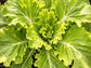 Tokyo Bekana Heat Tolerant Lettuce Subsitute Seeds