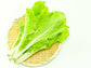 Tokyo Bekana Heat Tolerant Lettuce Subsitute Seeds
