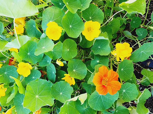 Tom Thumb Dwarf Mix Nasturtium Seeds