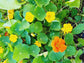 Tom Thumb Dwarf Mix Nasturtium Seeds
