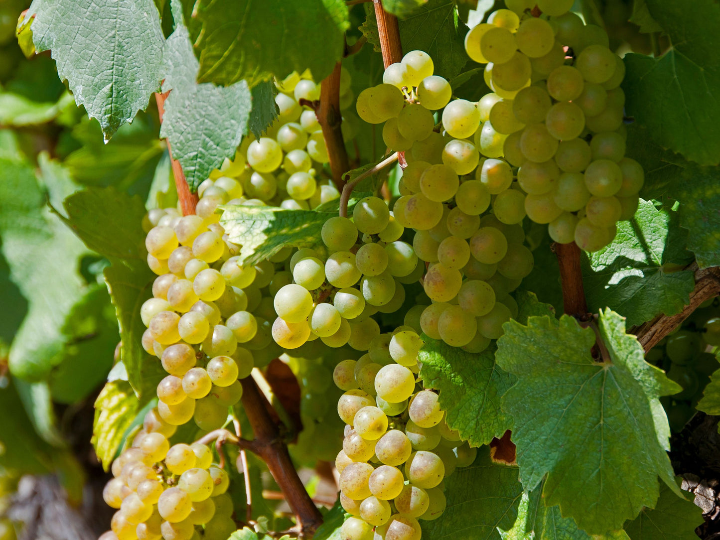Traminette Grape LIVE Starter Plant