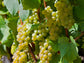 Traminette Grape LIVE Starter Plant