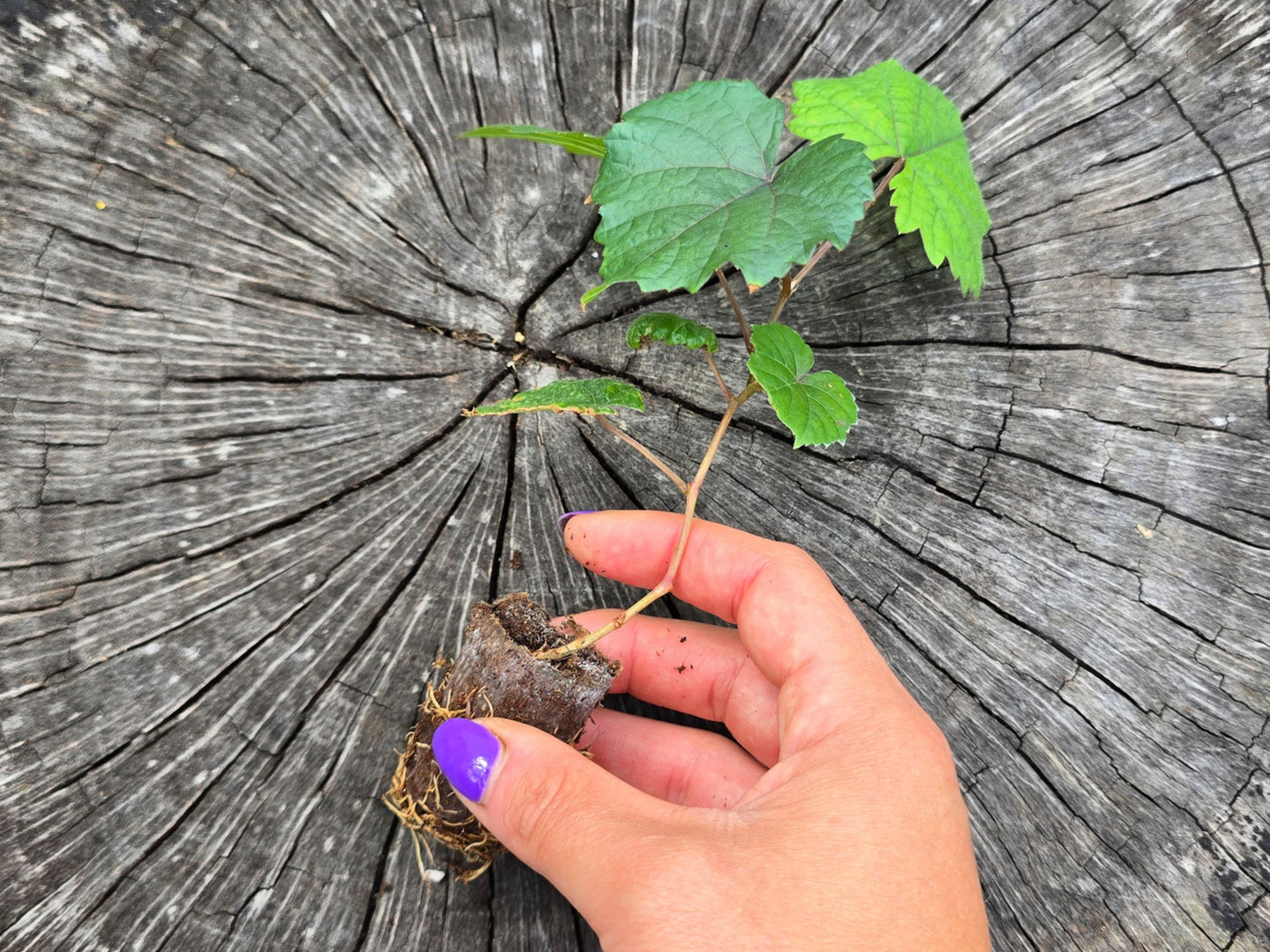 Traminette Grape LIVE Starter Plant