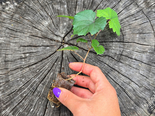 Traminette Grape LIVE Starter Plant