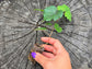 Traminette Grape LIVE Starter Plant