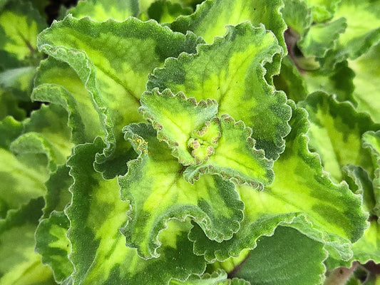 Tri Color Cuban Oregano LIVE plant