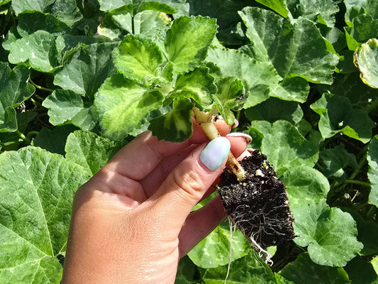 Tri Color Cuban Oregano LIVE plant