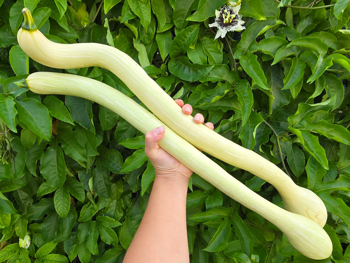 Tromboncino Rampicante Seeds