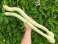 Tromboncino Rampicante Seeds