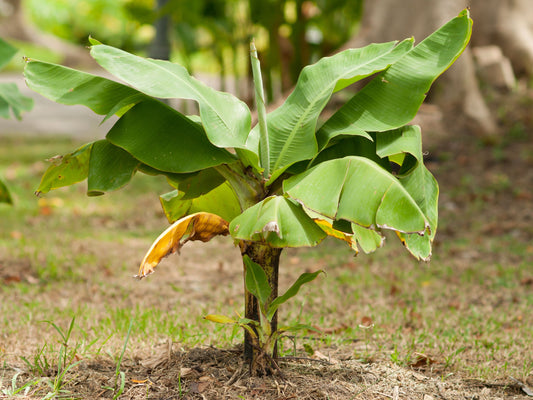 Truly Tiny Worlds Smallest Banana LIVE Plant