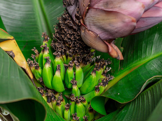 Truly Tiny Worlds Smallest Banana LIVE Plant