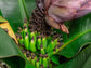 Truly Tiny Worlds Smallest Banana LIVE Plant