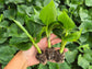 Truly Tiny Worlds Smallest Banana LIVE Plant