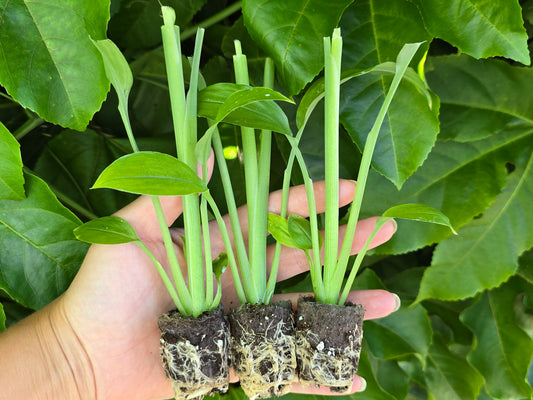 Orange Turmeric - SMALL Starter/Sprouted LIVE Plant