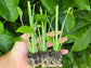 Orange Turmeric - SMALL Starter/Sprouted LIVE Plant