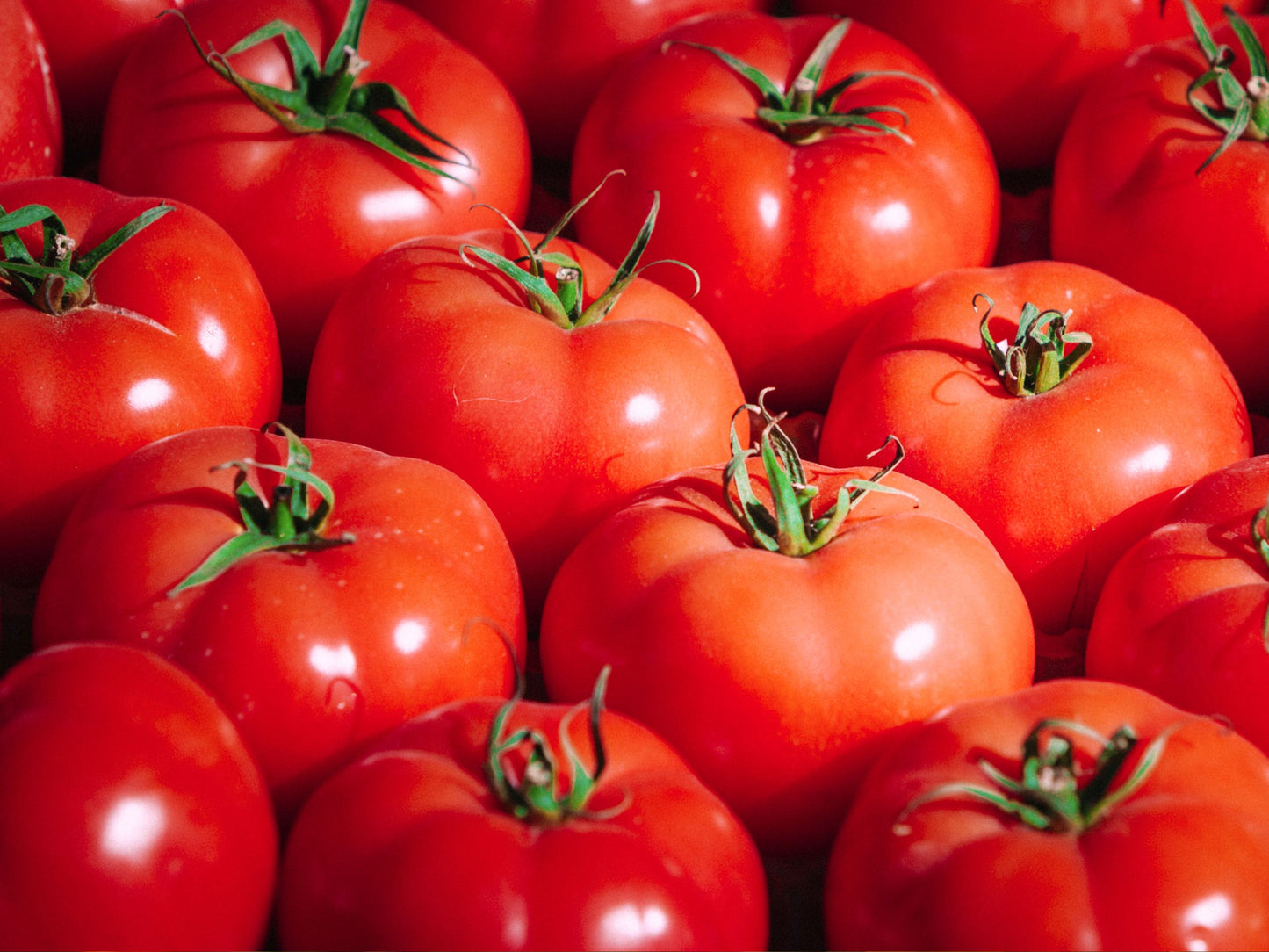 Umamin Pink Japanese Hybrid Tomato Seeds