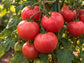 Umamin Pink Japanese Hybrid Tomato Seeds