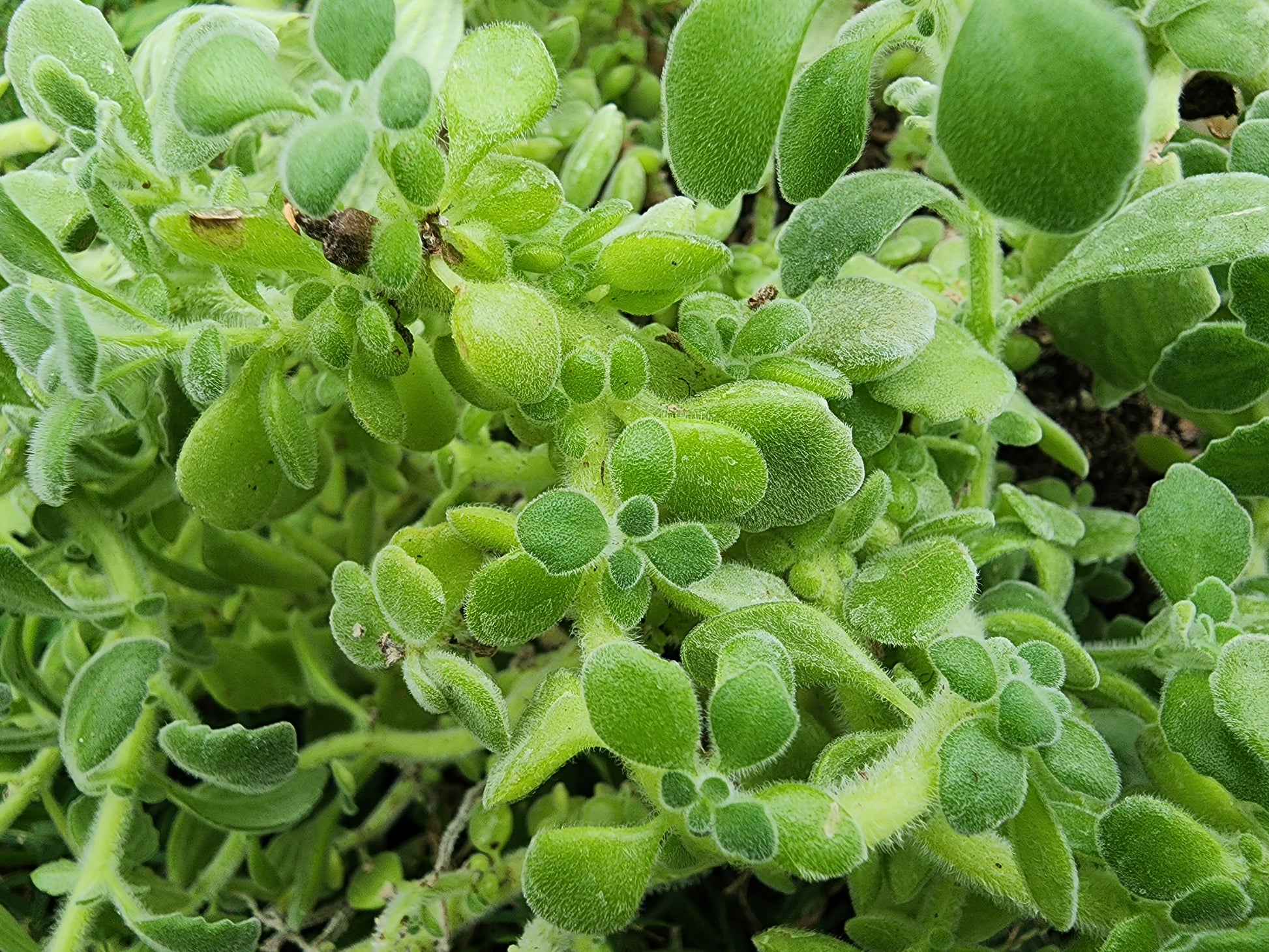 medicinal succulent Vick's Plant LIVE Starter Plant