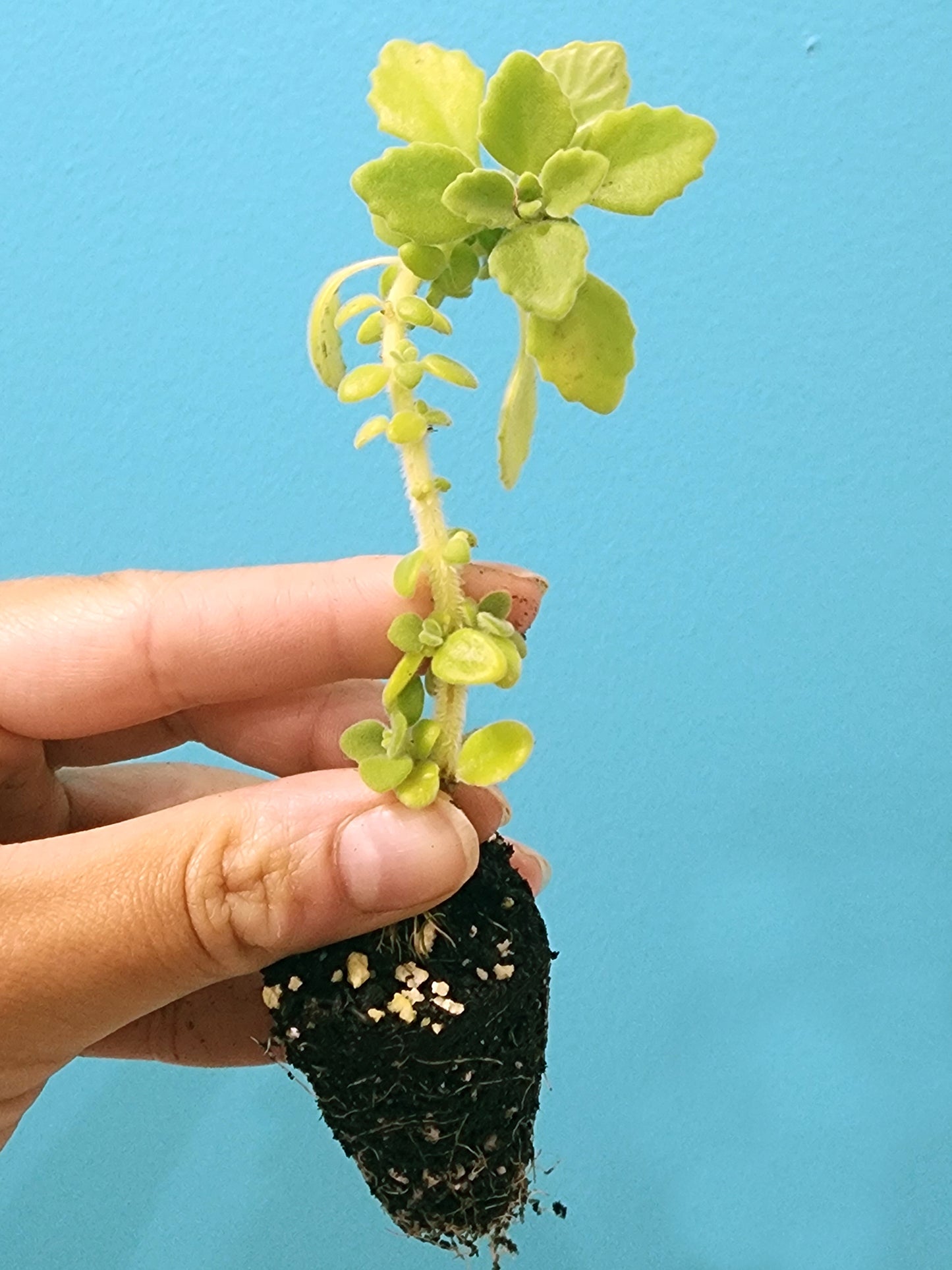 vicks plant indoor Vick's Plant – Medicinal Succulent Herb Starter – Jerra's Garden