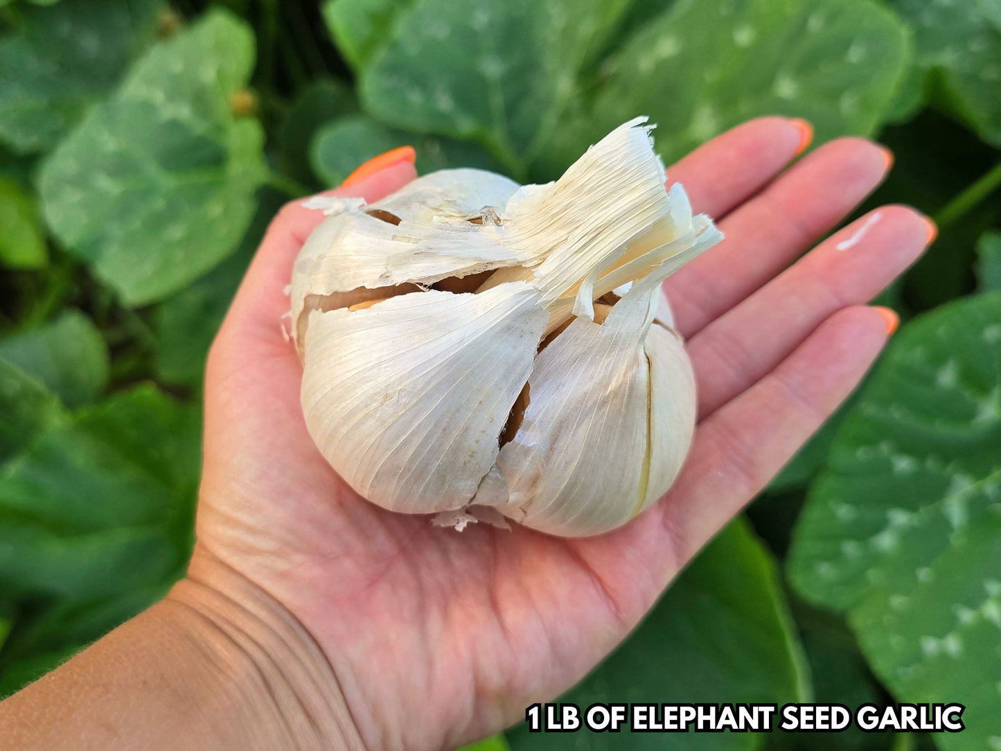 🧄 PRESALE – Vietnamese Purple & Elephant Garlic | Ships September 2026 | Grow Your Own Gourmet Garlic