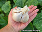 🧄 PRESALE – Vietnamese Purple & Elephant Garlic | Ships September 2026 | Grow Your Own Gourmet Garlic