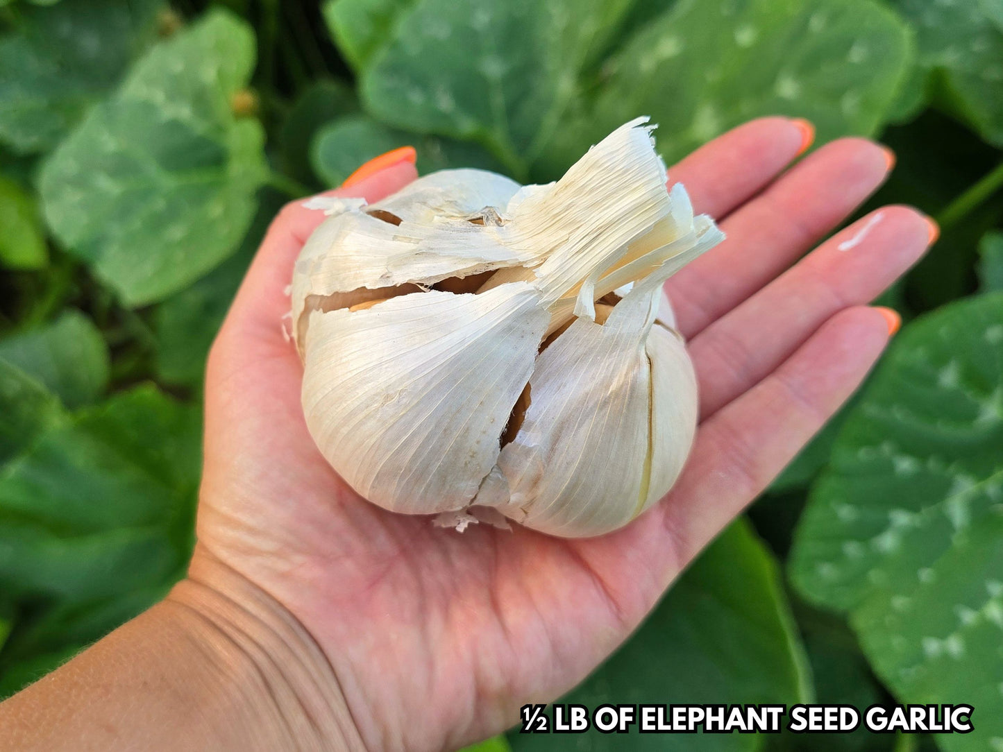 🧄 PRESALE – Vietnamese Purple & Elephant Garlic | Ships September 2026 | Grow Your Own Gourmet Garlic